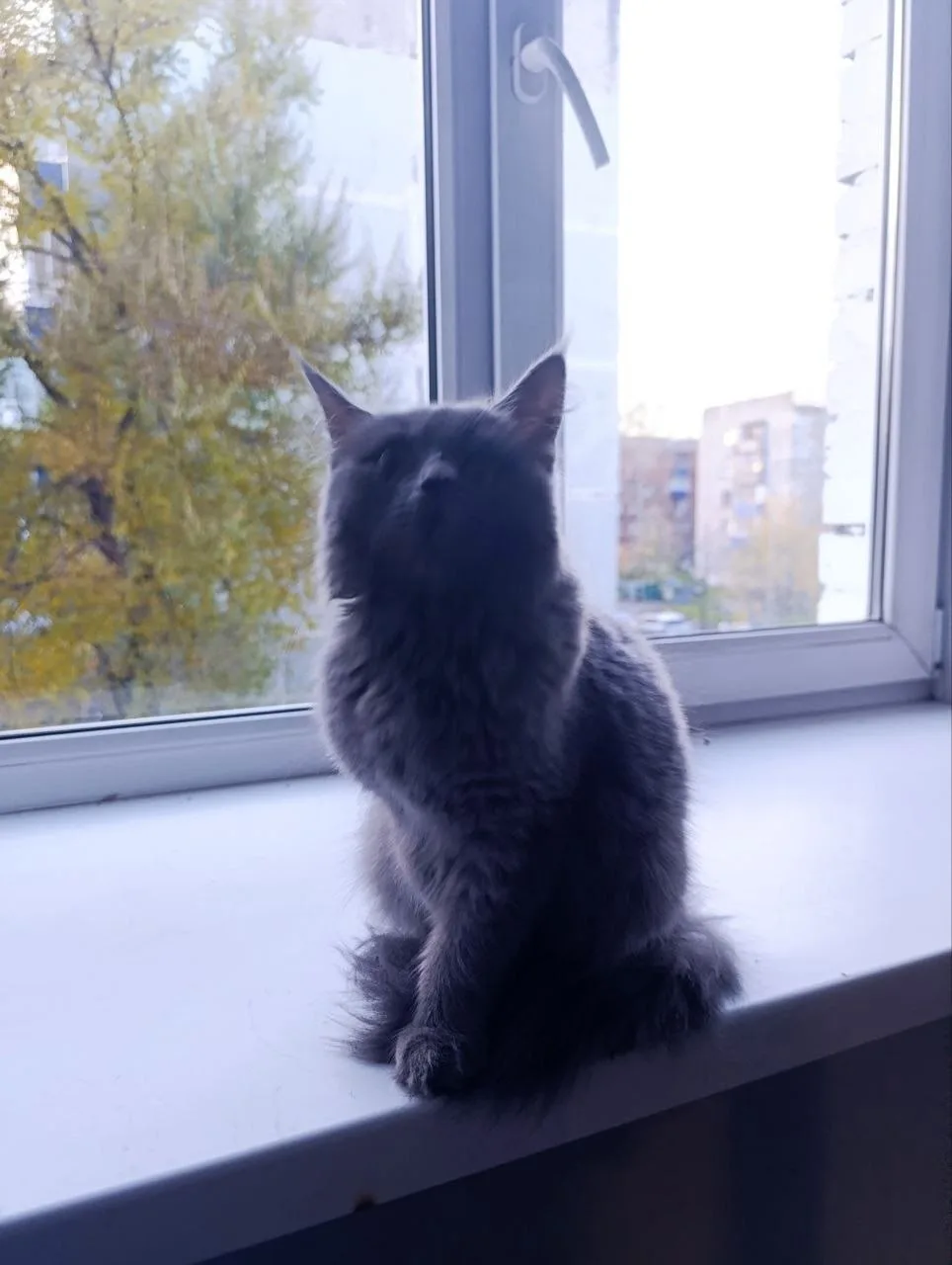 Ищем дом коту