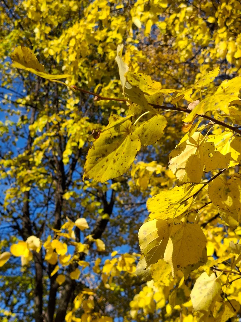 🍁 Доброе утро, друзья!