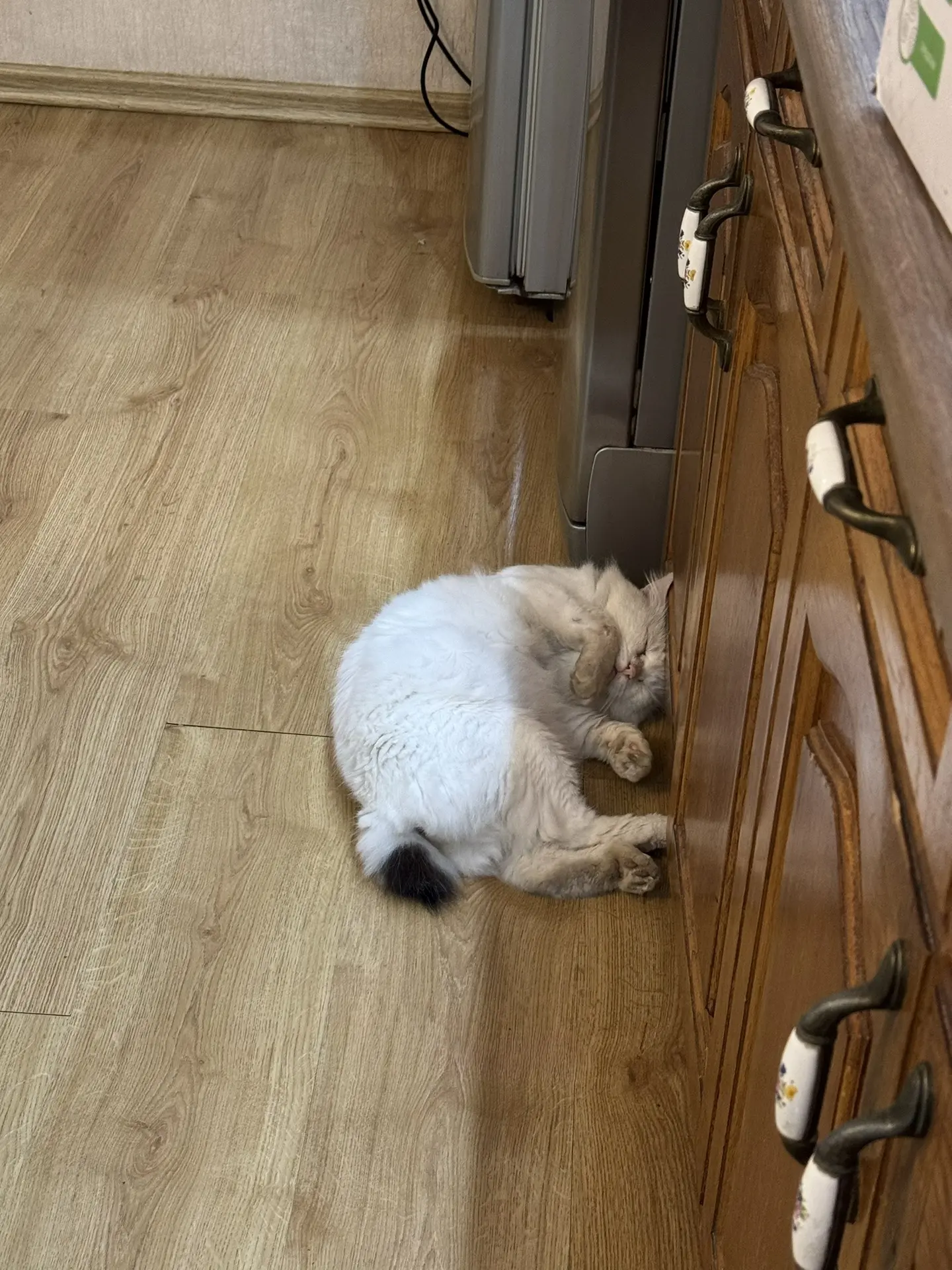 😅😅 в этом шкафу его еда😂 капуста то его точно не интересует, которую я тут стою и ту...