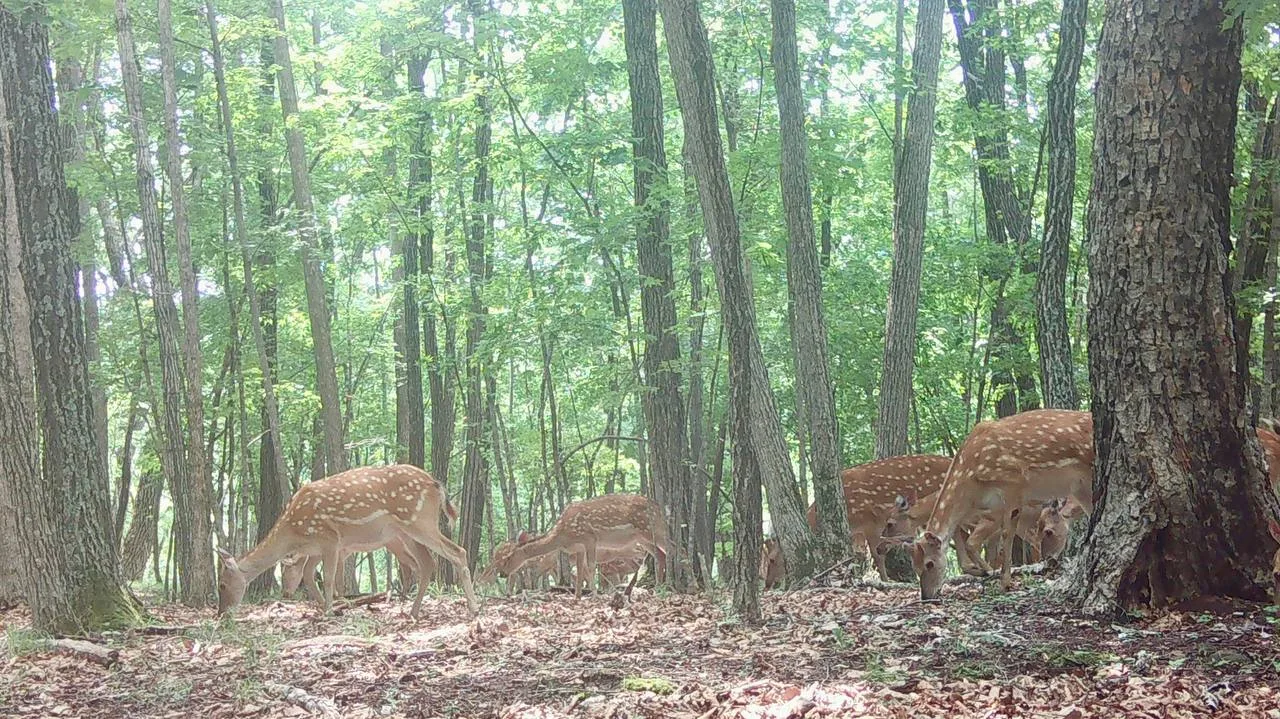 🦌🦌 Многодетную оленью семью на прогулке «застукала» фотоловушка в Приморье