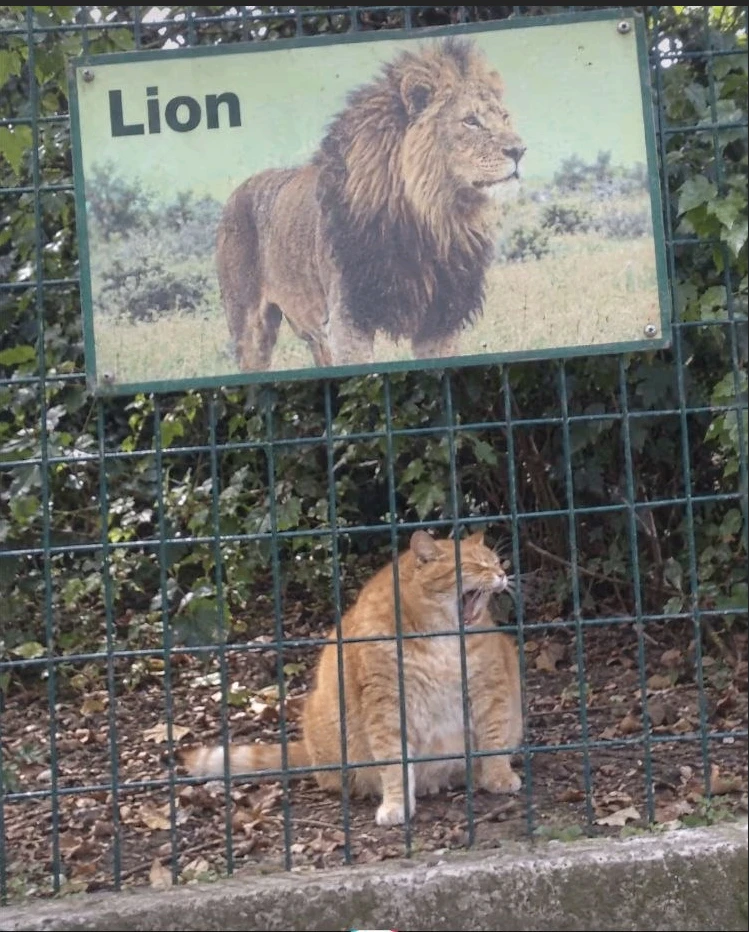 Найди три отличия 😸