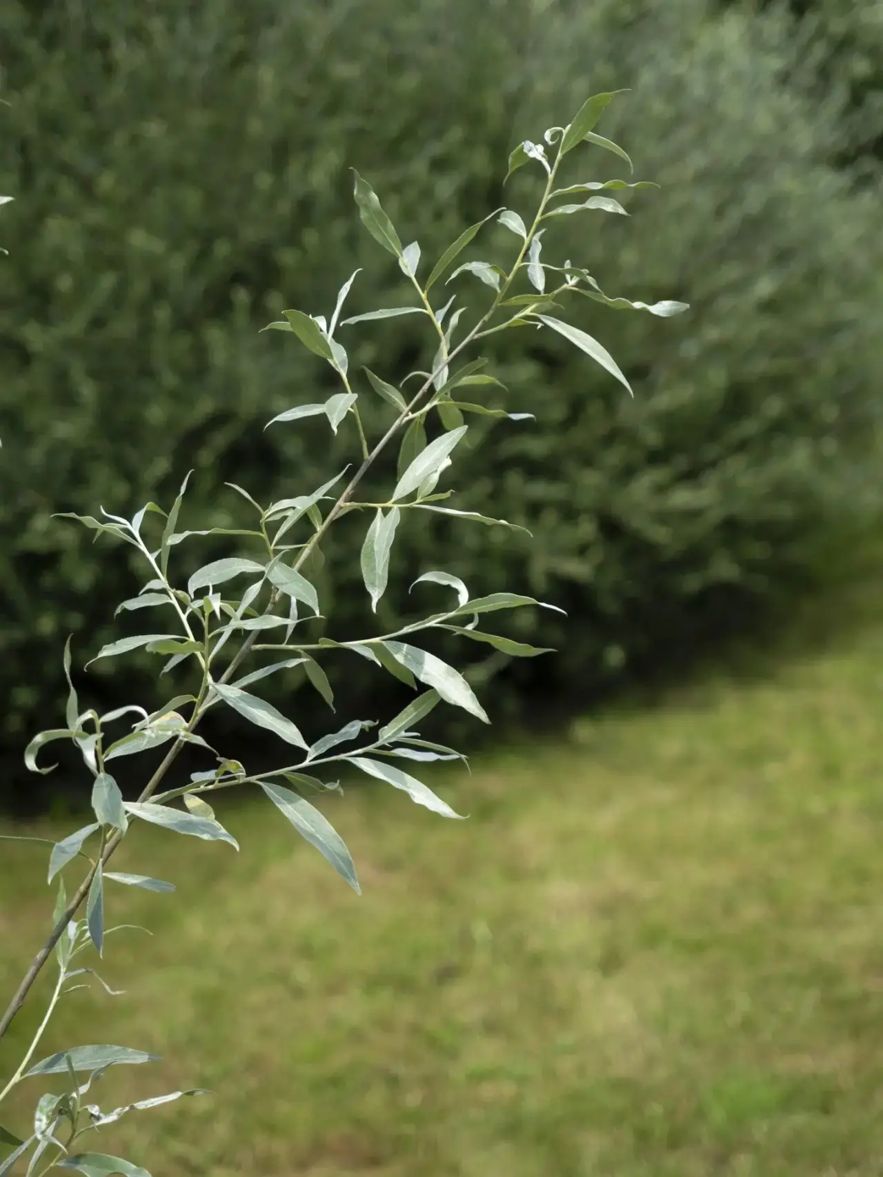 🌿 Ива белая серебристая — свет, который живёт в листьях