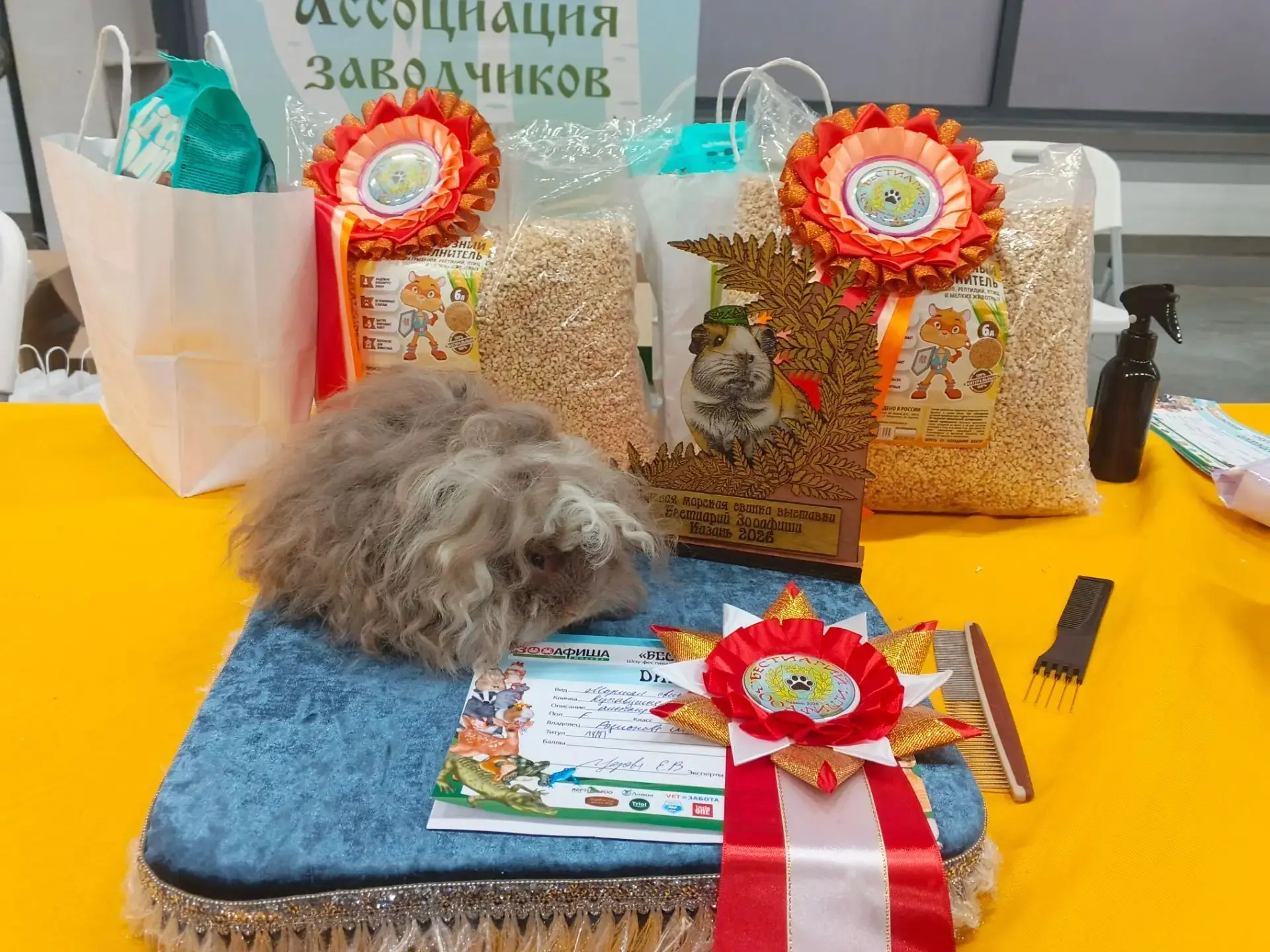 🏆 На прошедшей выставке "Бестиарий" в Казани проходила экспертиза морских свинок.