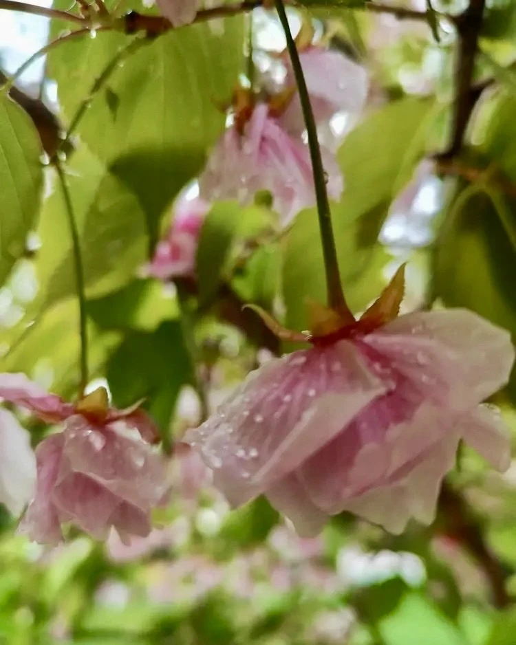 Сакура в Японском саду не поддаётся ветрам и дождям 🌸 держится…