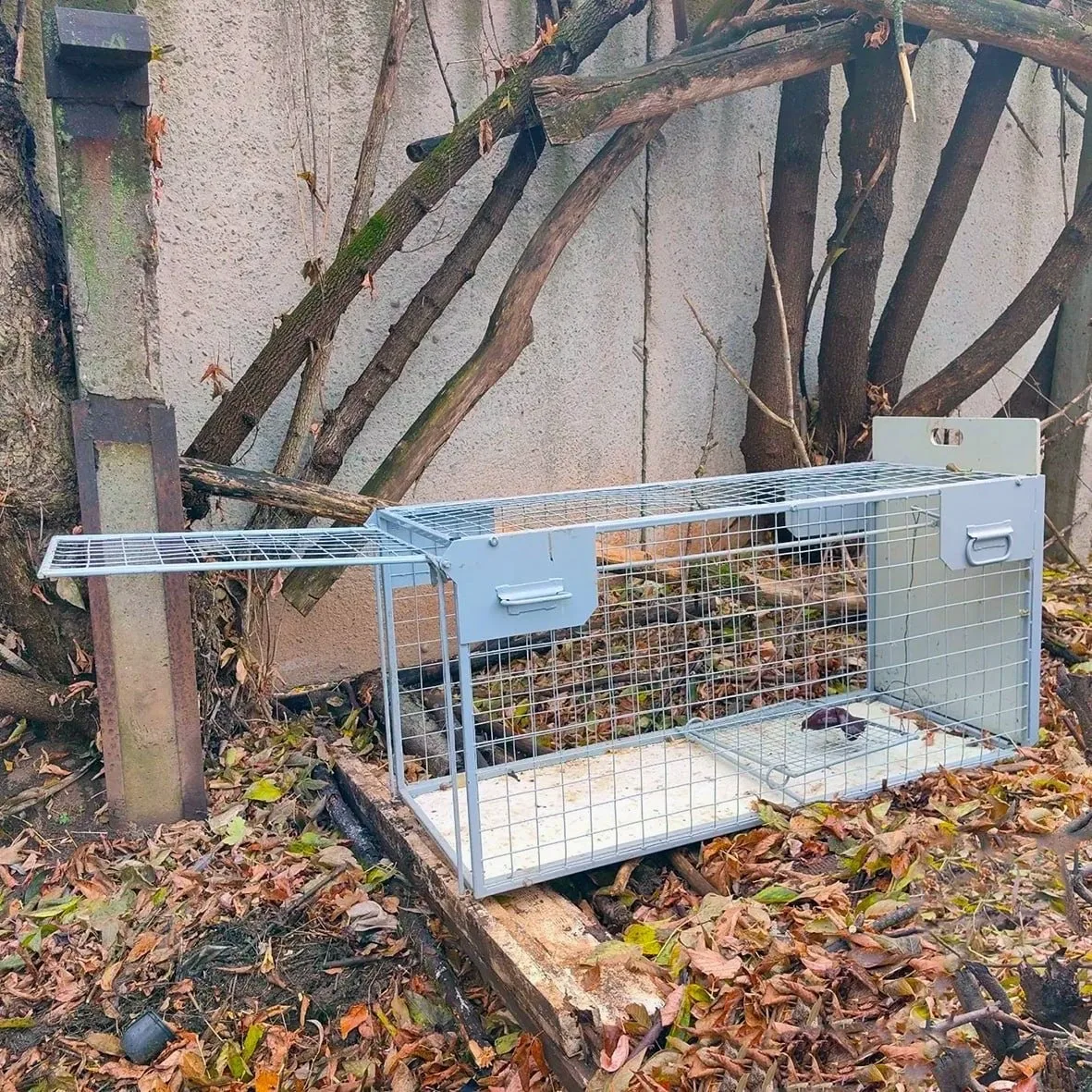В Кирово-Чепецке ловят дикую лису, которую видели в 9-м микрорайоне. Животное замечали ...