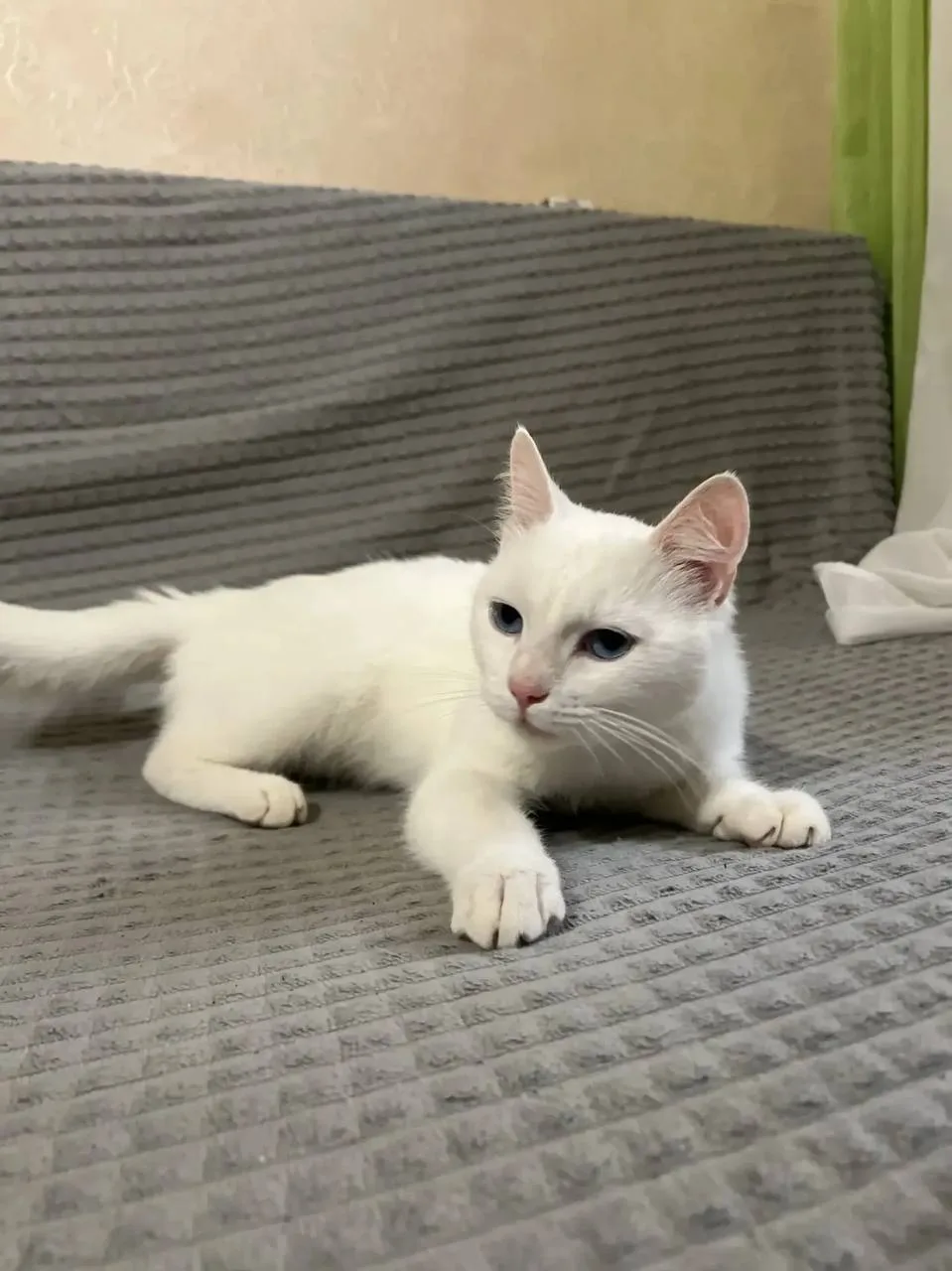 🐈‍⬛ #потеряшкишанхая