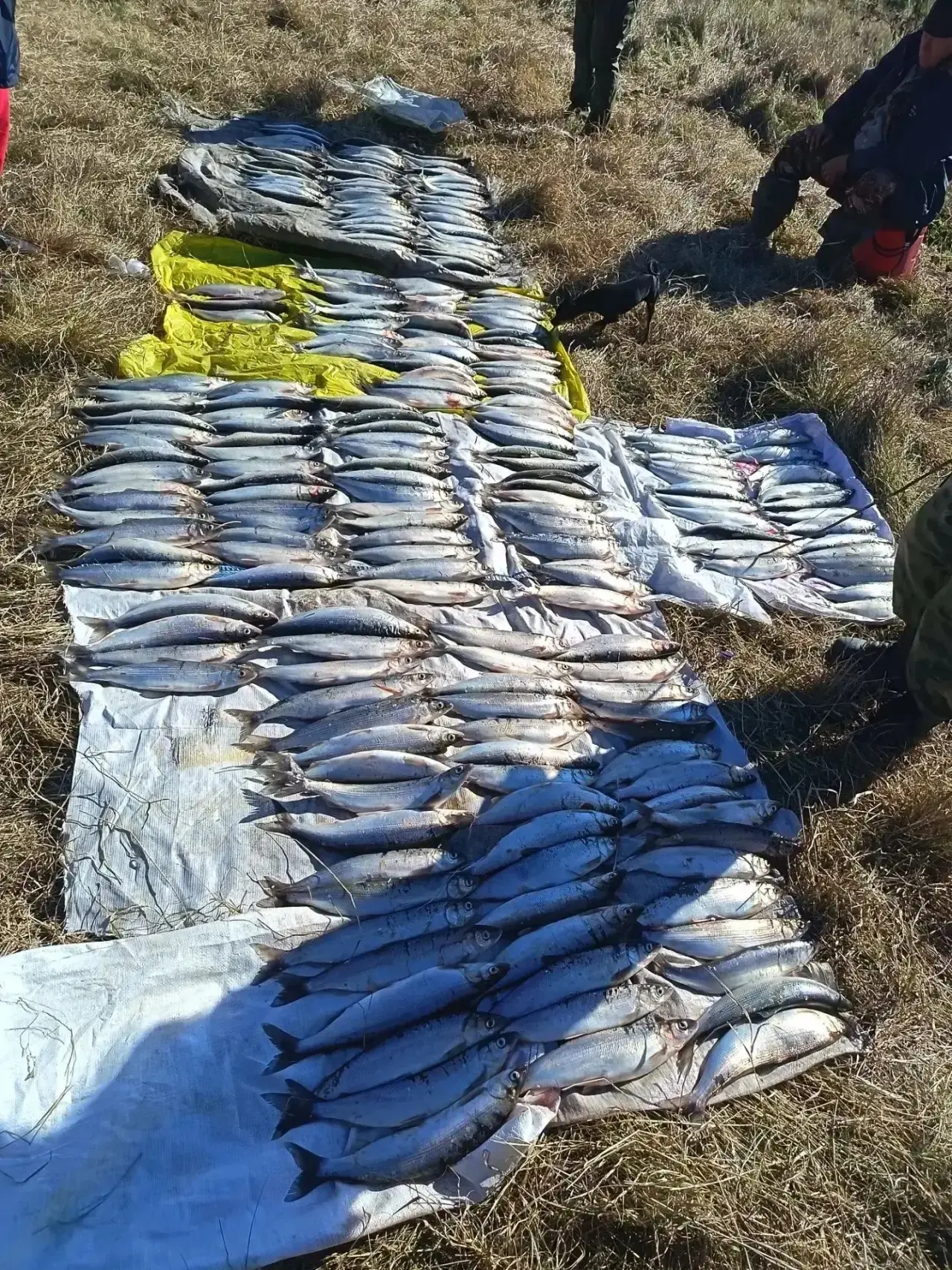 Положительные результаты совместных мероприятий