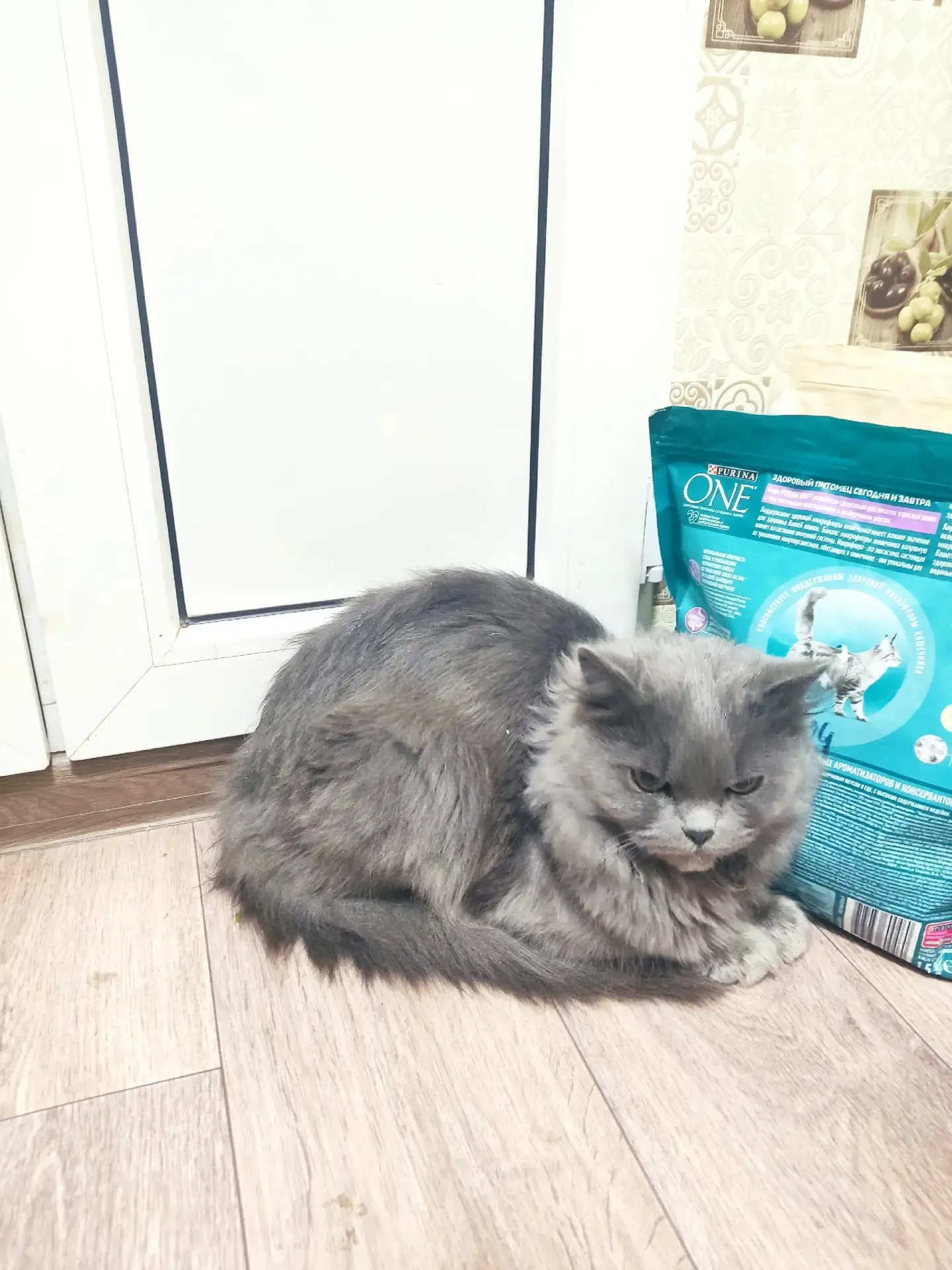Сегодня в подъезде обнаружили котика, молодой мальчик (Британец), очень ласковый и друж...