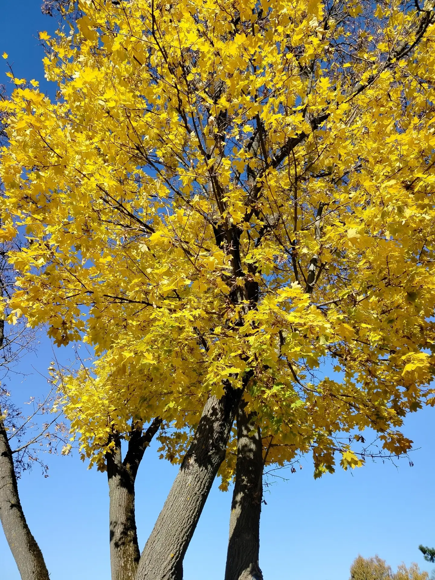 ☀️Последние тёплые дни октября в Богородицке​