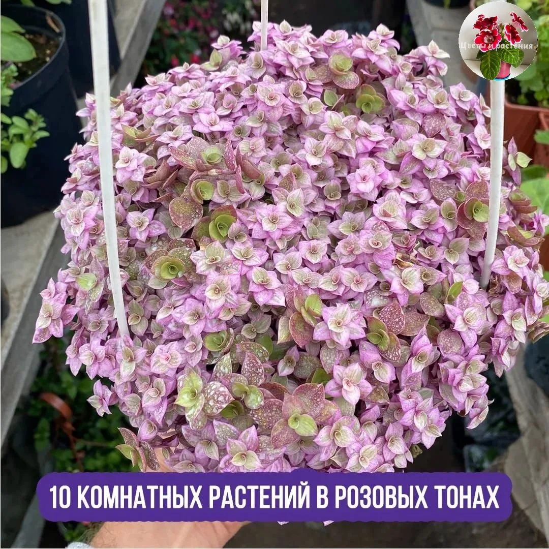 10 комнатных растений в розовых тонах
