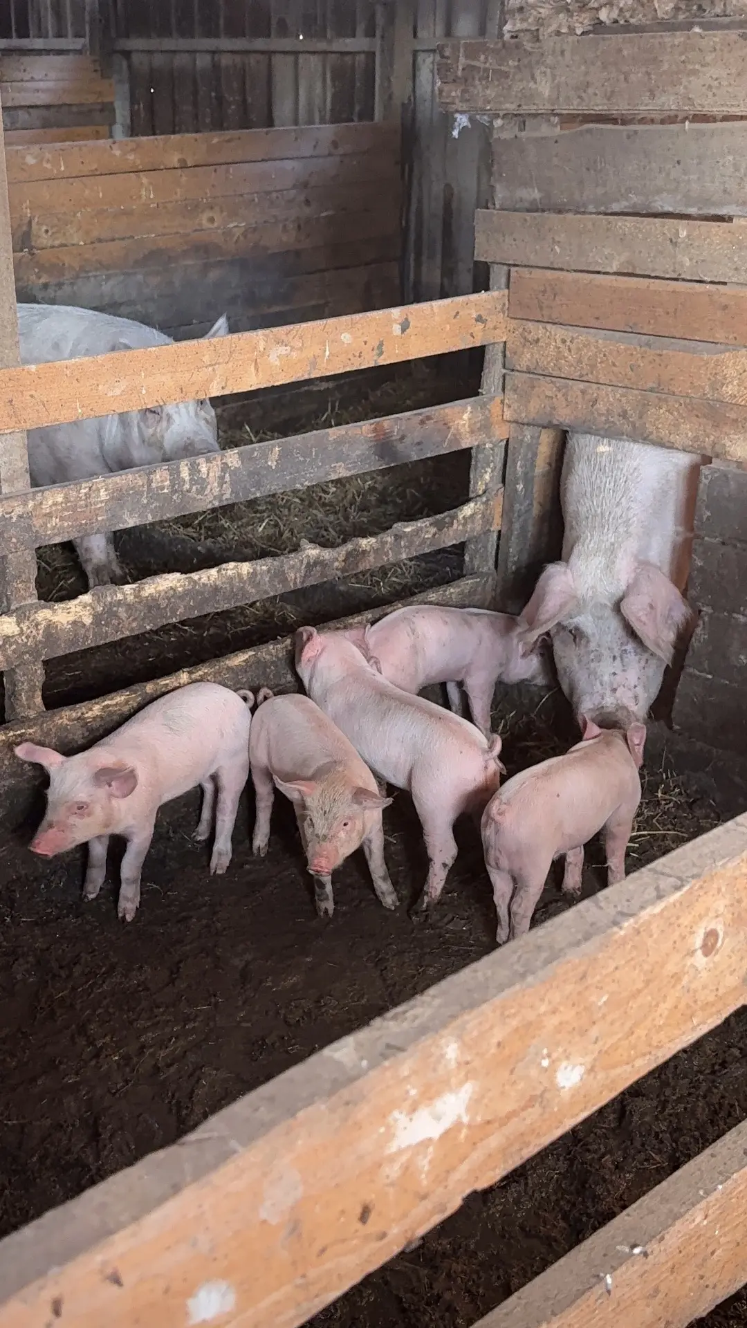 Знакомтесь наше пополнение 🤪😁🐽
