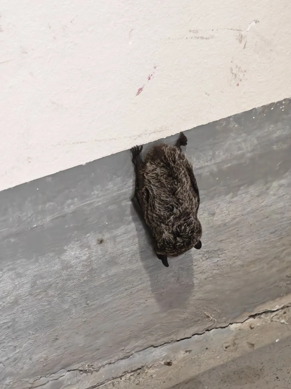 🦇Летучую мышь обнаружили в подъезде в Южном городе.