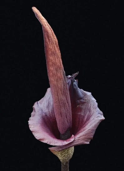 Аккуратненько к spooky-season  D.S. & Durga выпустили Resurrected Corpse Flower.
