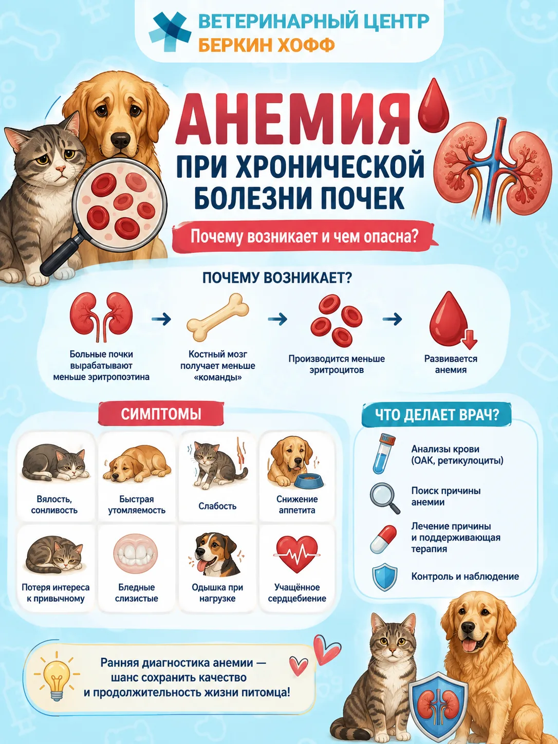 При хронической болезни почек владельцы чаще всего обращают внимание на жажду, частое м...