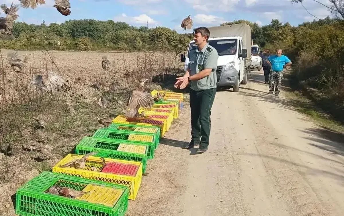 🦚🌿🪽 Сегодня, 8 октября, в Абинском районе прошёл выпуск 500 северокавказских фазанов...