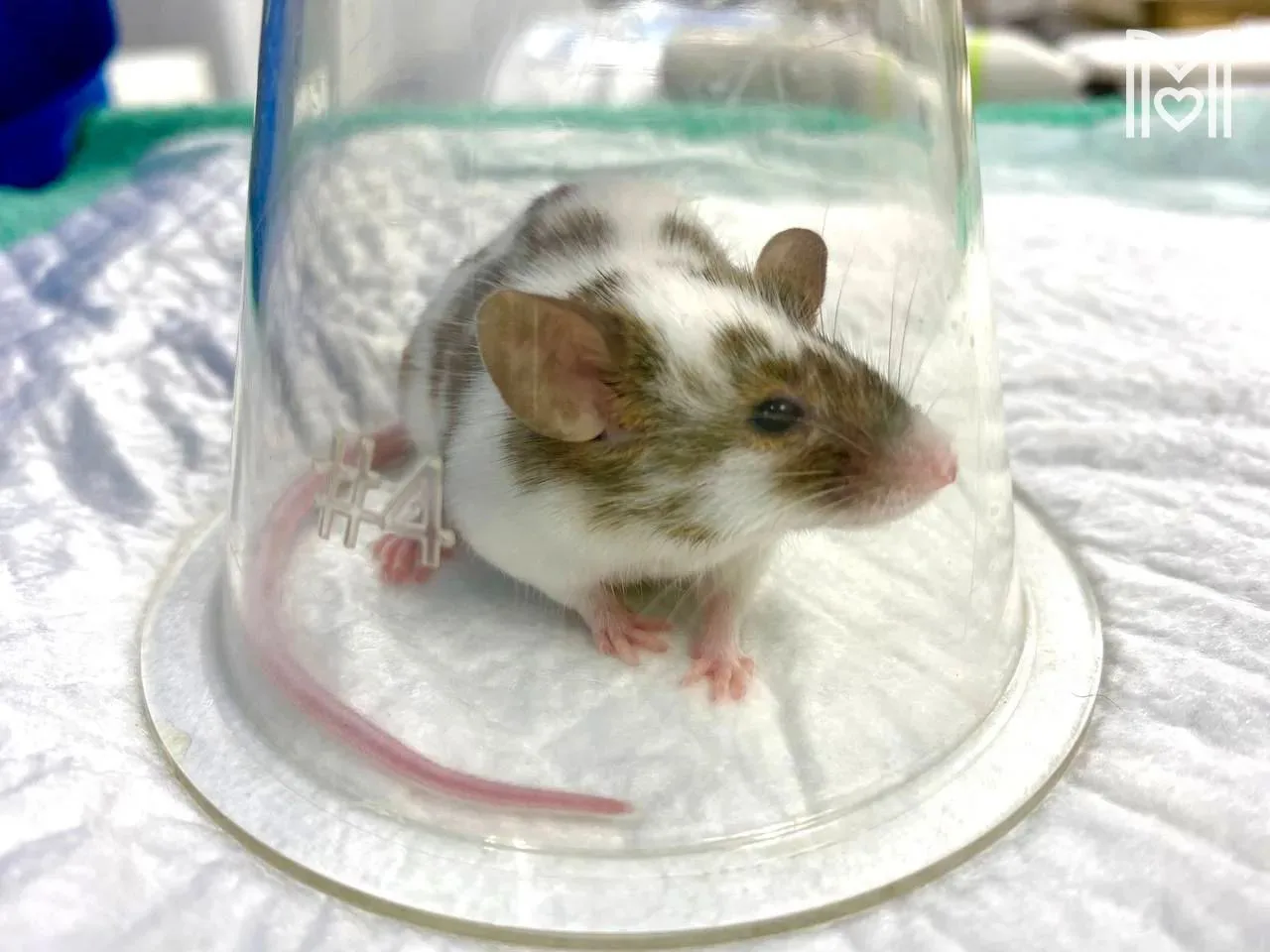 🐭 Одного из самых маленьких пациентов прооперировали в Тушинской ветклинике