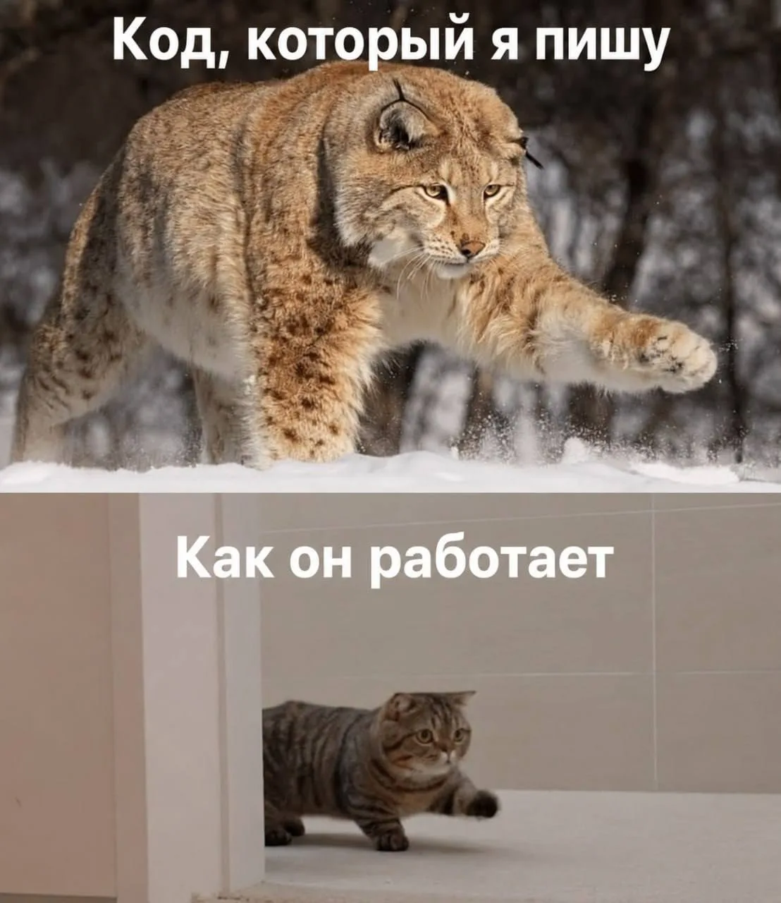 MAXимально на связи