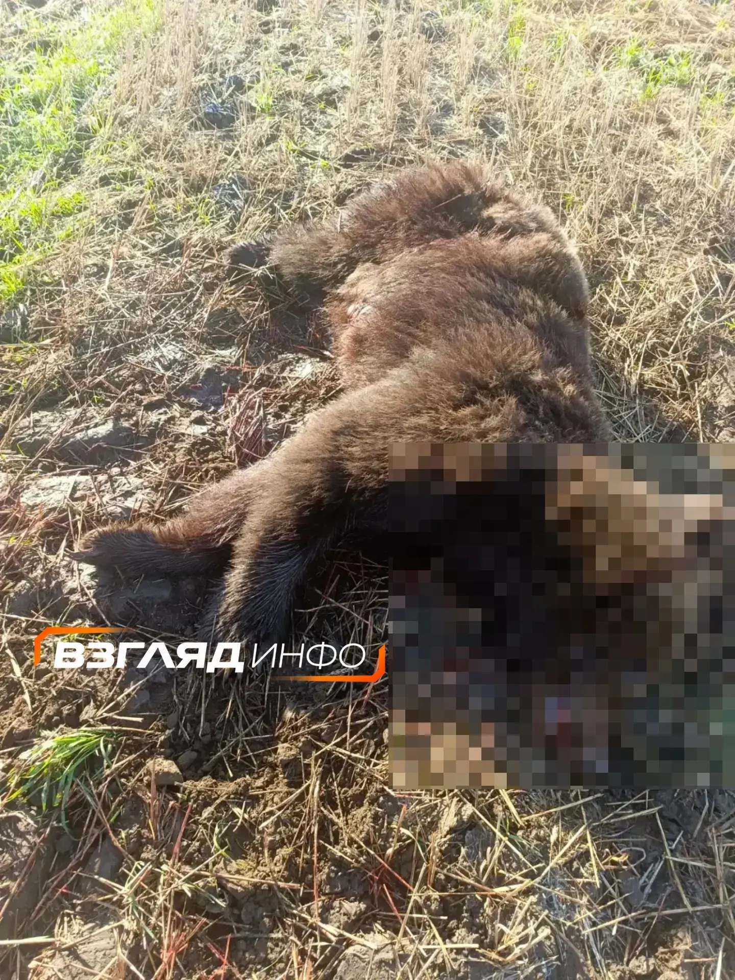 Еще одного медведя ликвидировали в Минусинском округе