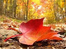 Хороший осенний денёк ☀️🍂
