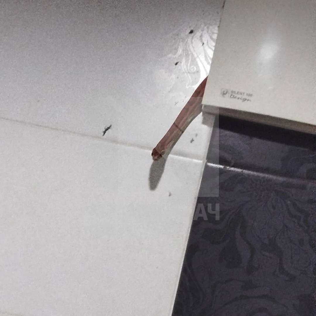 🐍 Змея выползла из вентиляции в ванной москвича, пока он принимал душ.