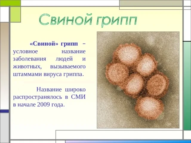 🦠 Свиной грипп H1N1 врывается в Хабаровский край. Обнаружен нулевой пациент.