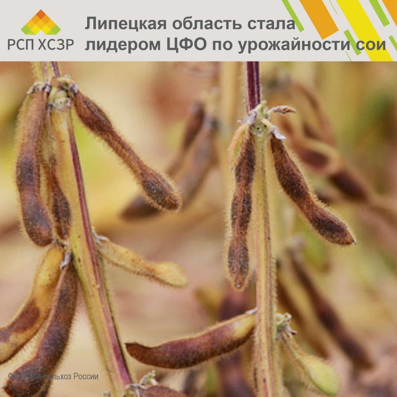 ✅ Липецкая область вышла в лидеры ЦФО по урожайности сои