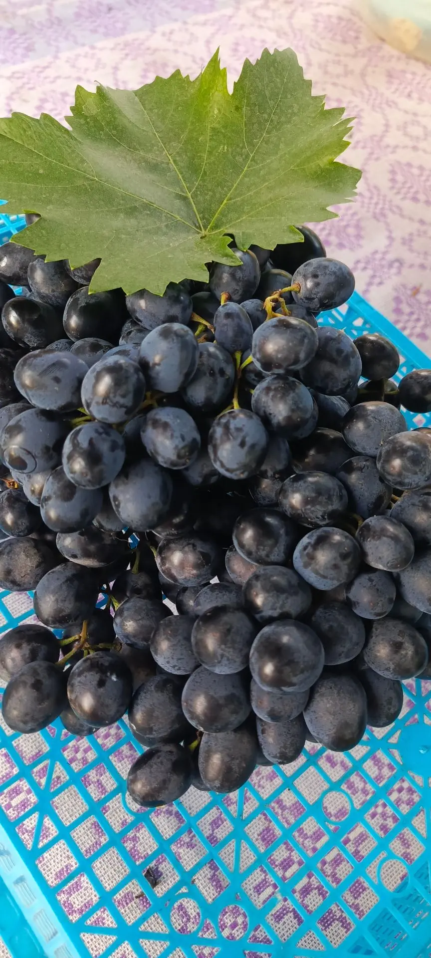 Всем здравствуйте, продаю домашний виноград, 🍇🍇🍇 сладкий, хрустящий 200 руб кг, пиши...