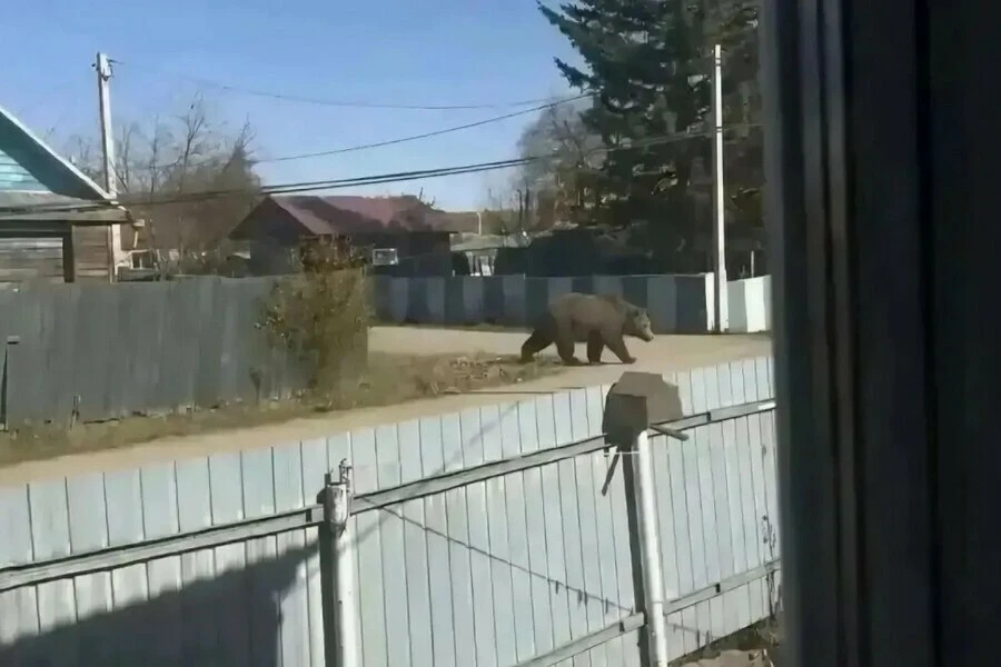 🐻 «Медведь на улице» оказался шуткой