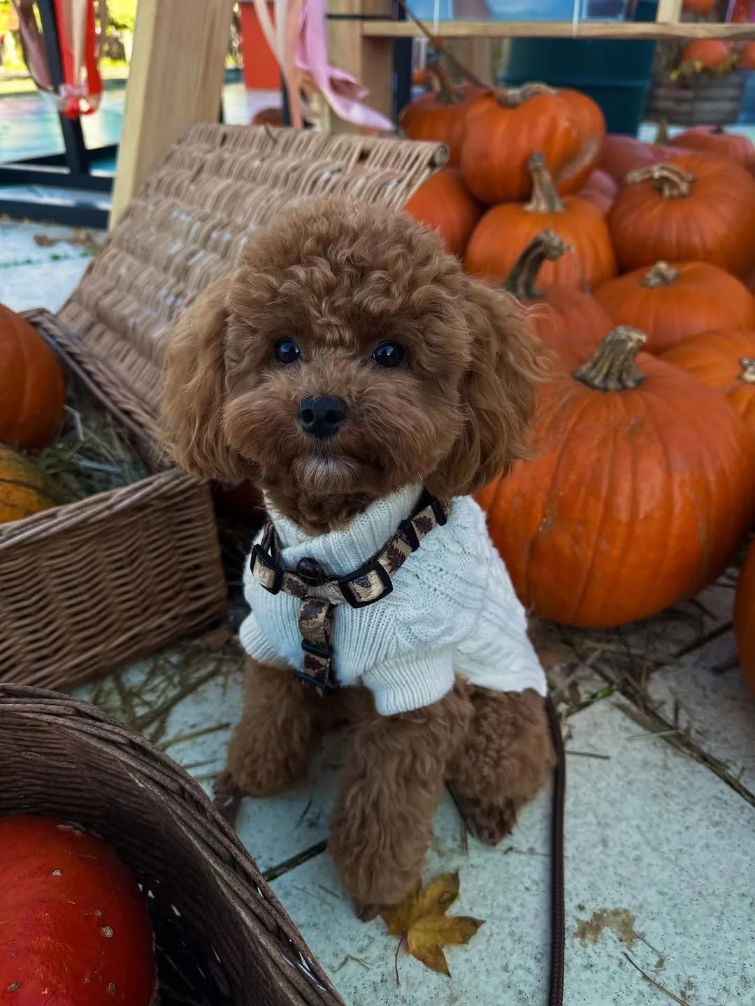 Середина осени близится 🐶🍂 пора утепляться , завтра сделаем подборку классной одежды ...