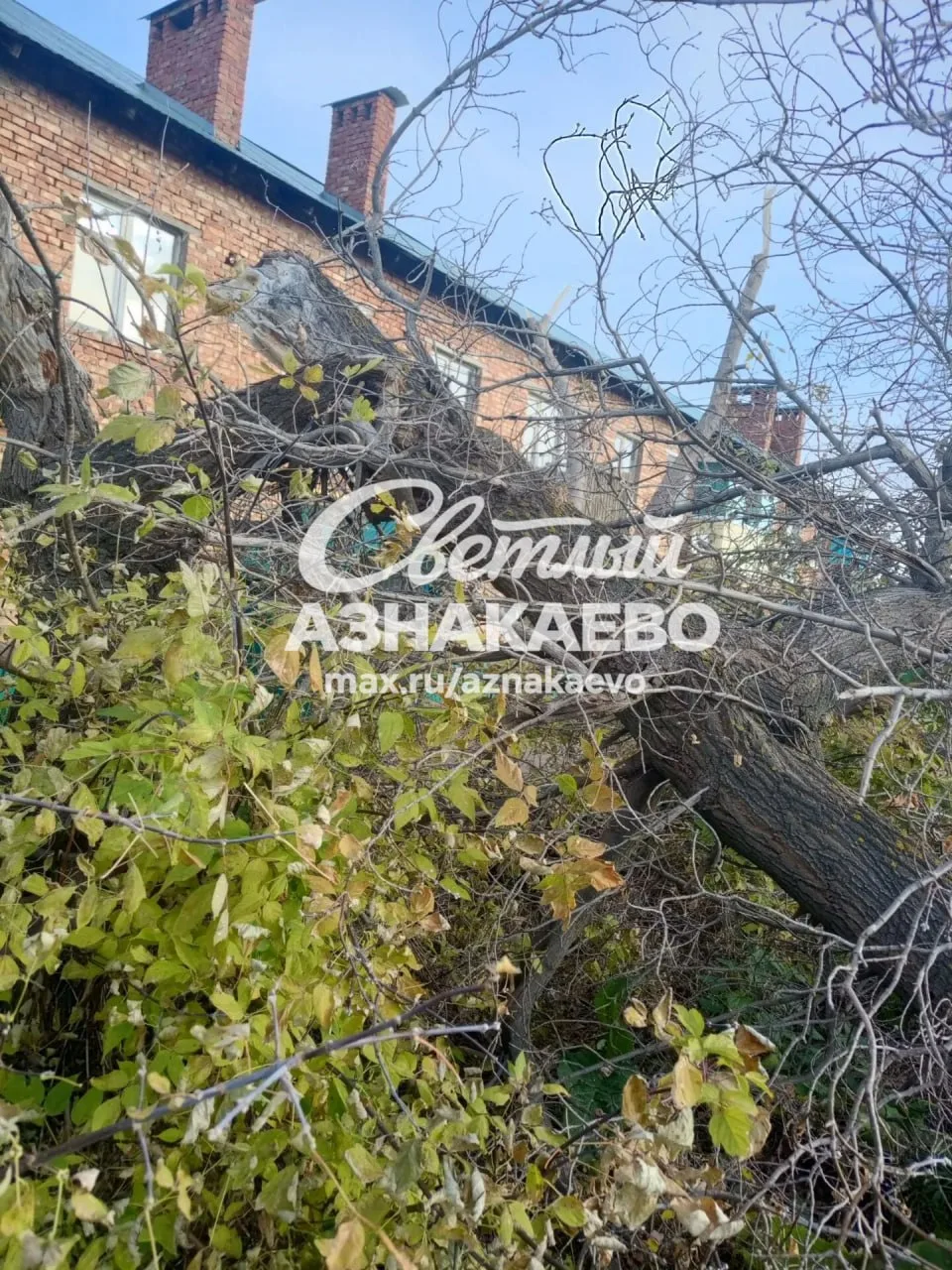 🌳 Деревню Первое Мая завалило ветками после работ электросетей