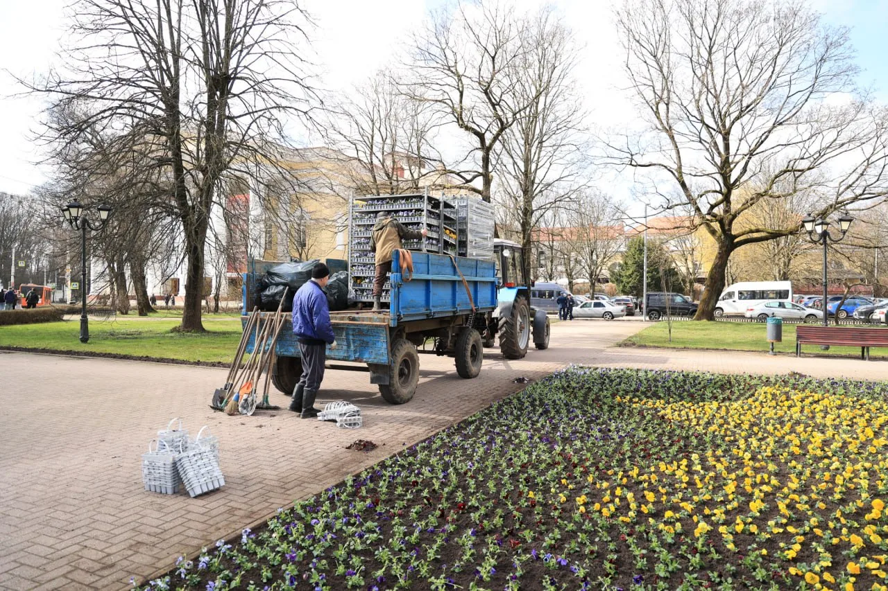 Калининград выделяет более 60 млн рублей на украшение города цветами в 2027 году