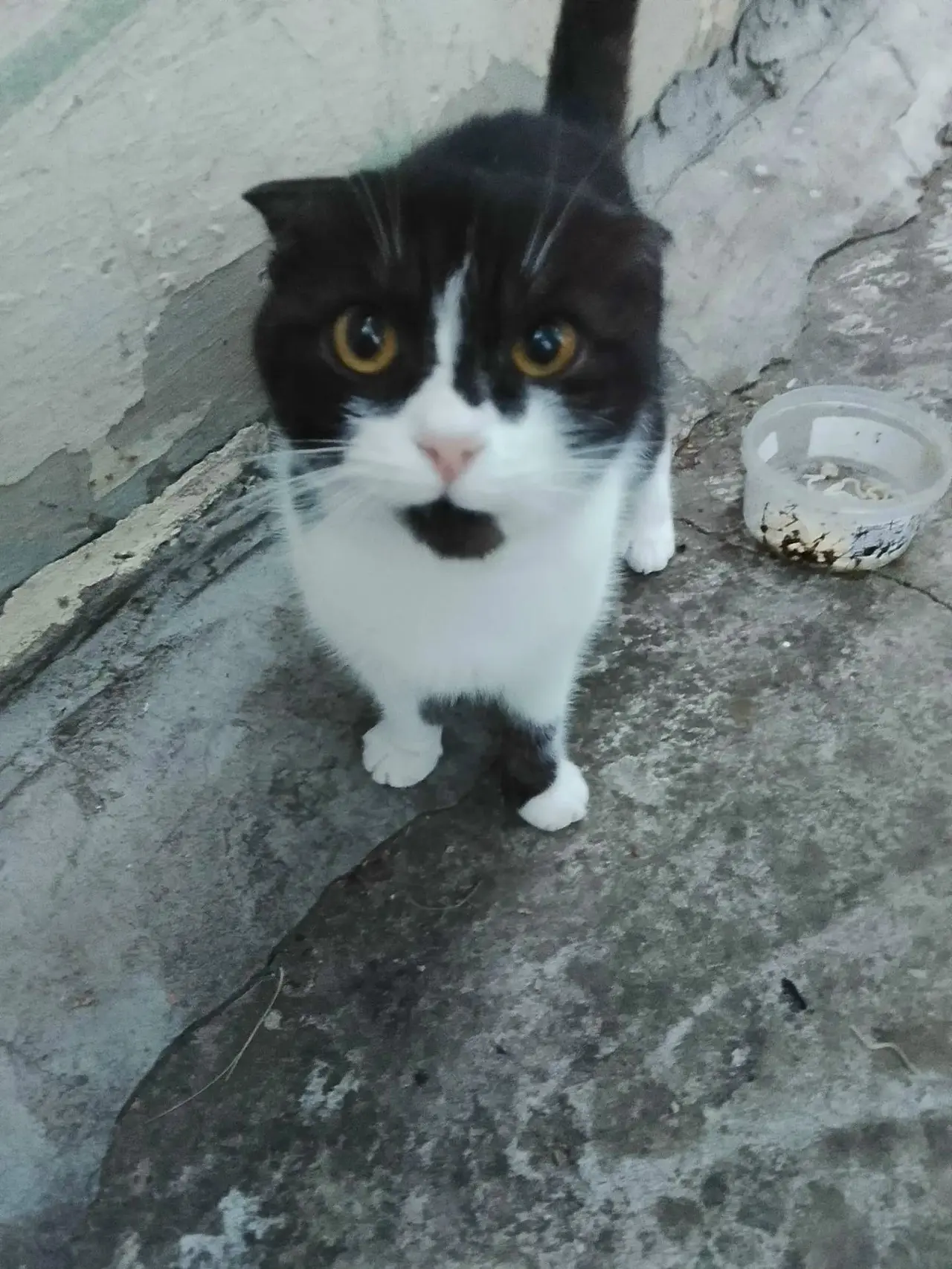 🐱 СРОЧНО! Пристраивается очаровательная кошечка в добрые руки!