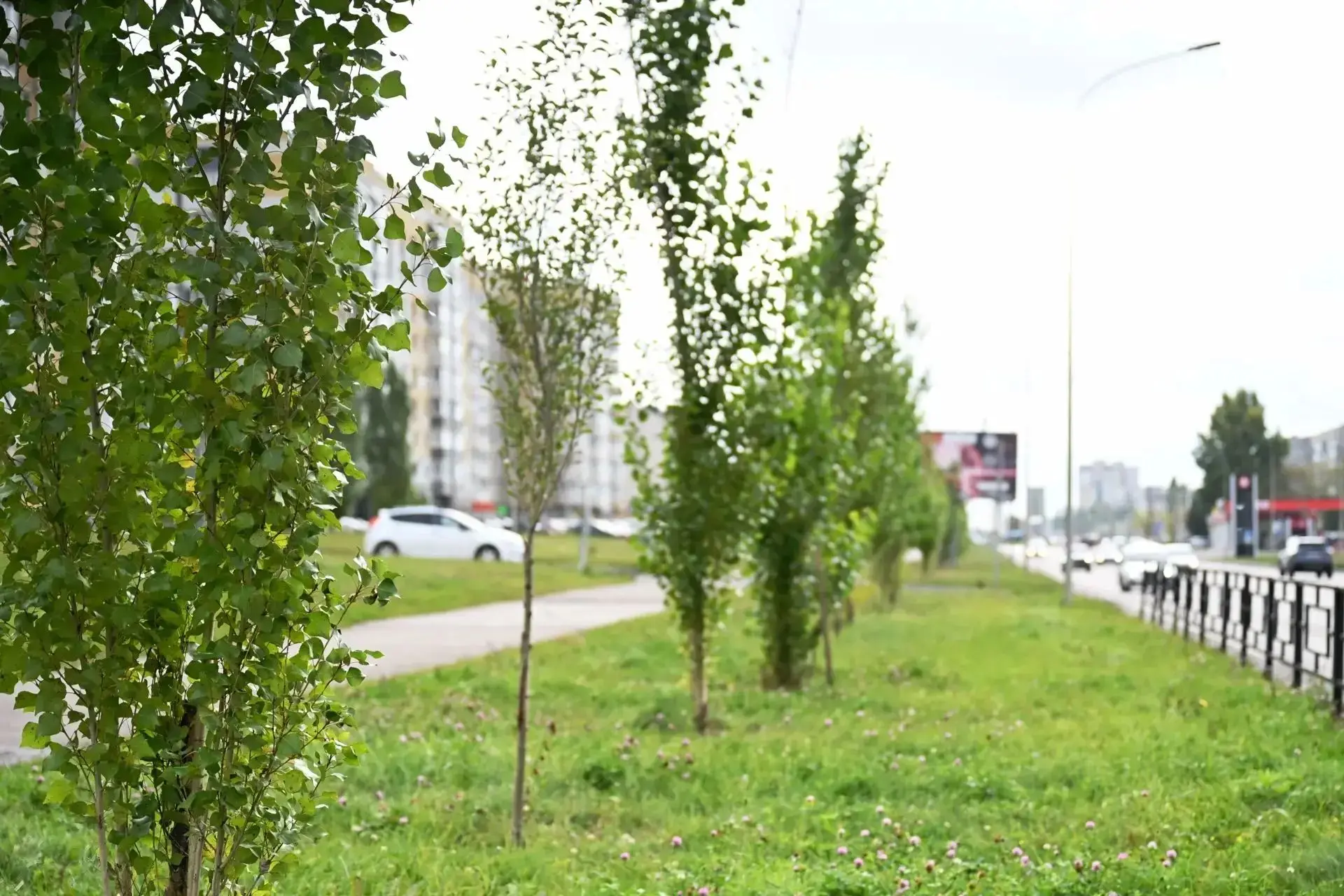 В Тамбове началась осенняя высадка деревьев