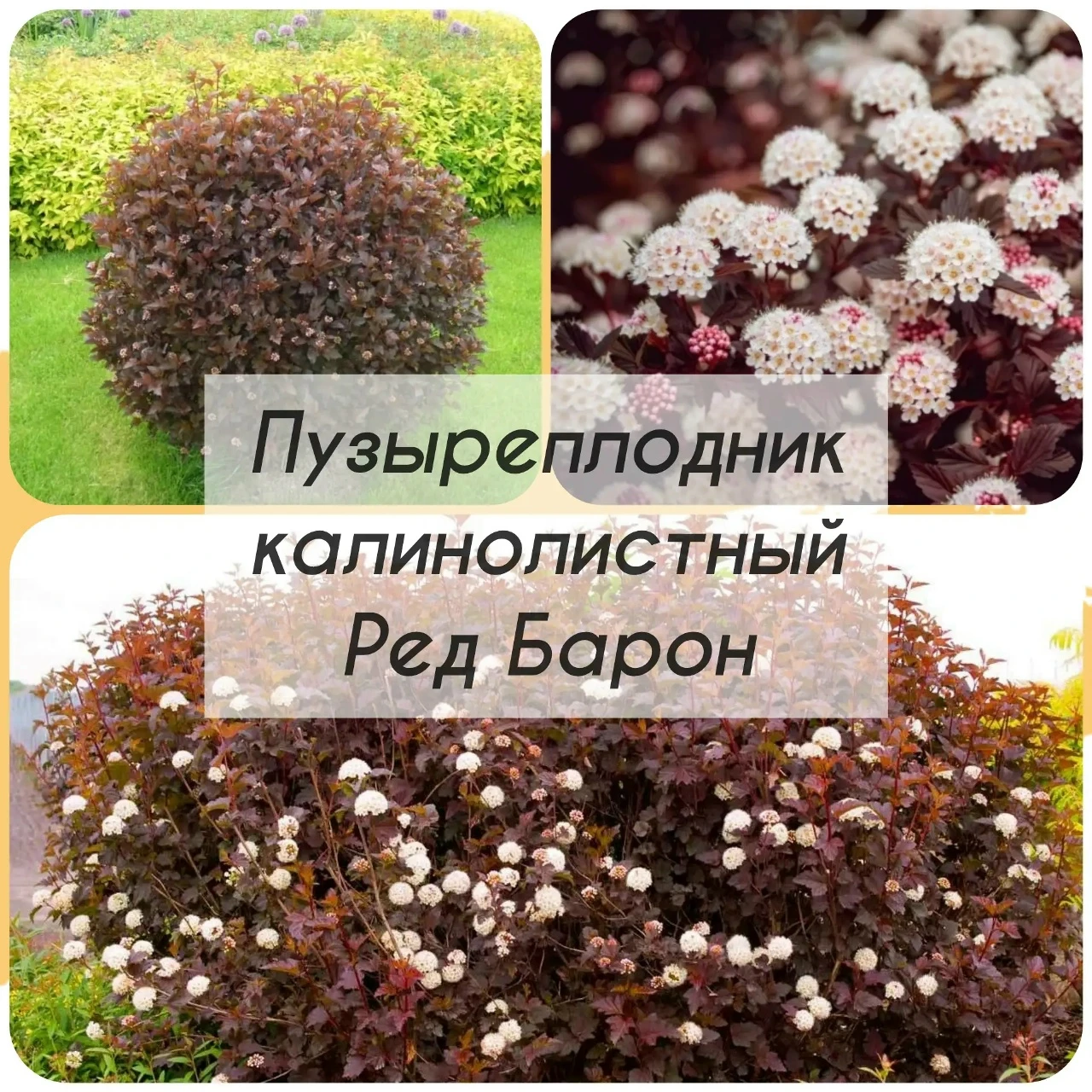 Пузыреплодник калинолистный РЕД БАРОН