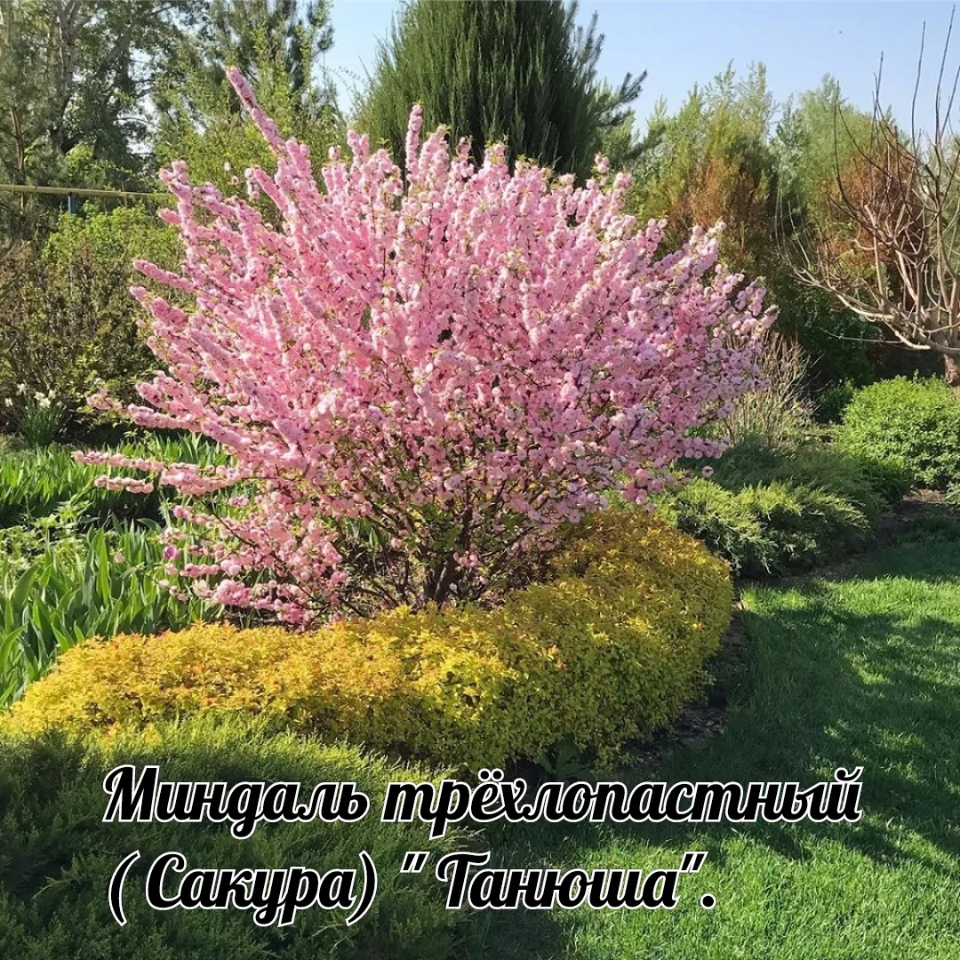 ☀️ Добрый день , друзья 🤗🌸