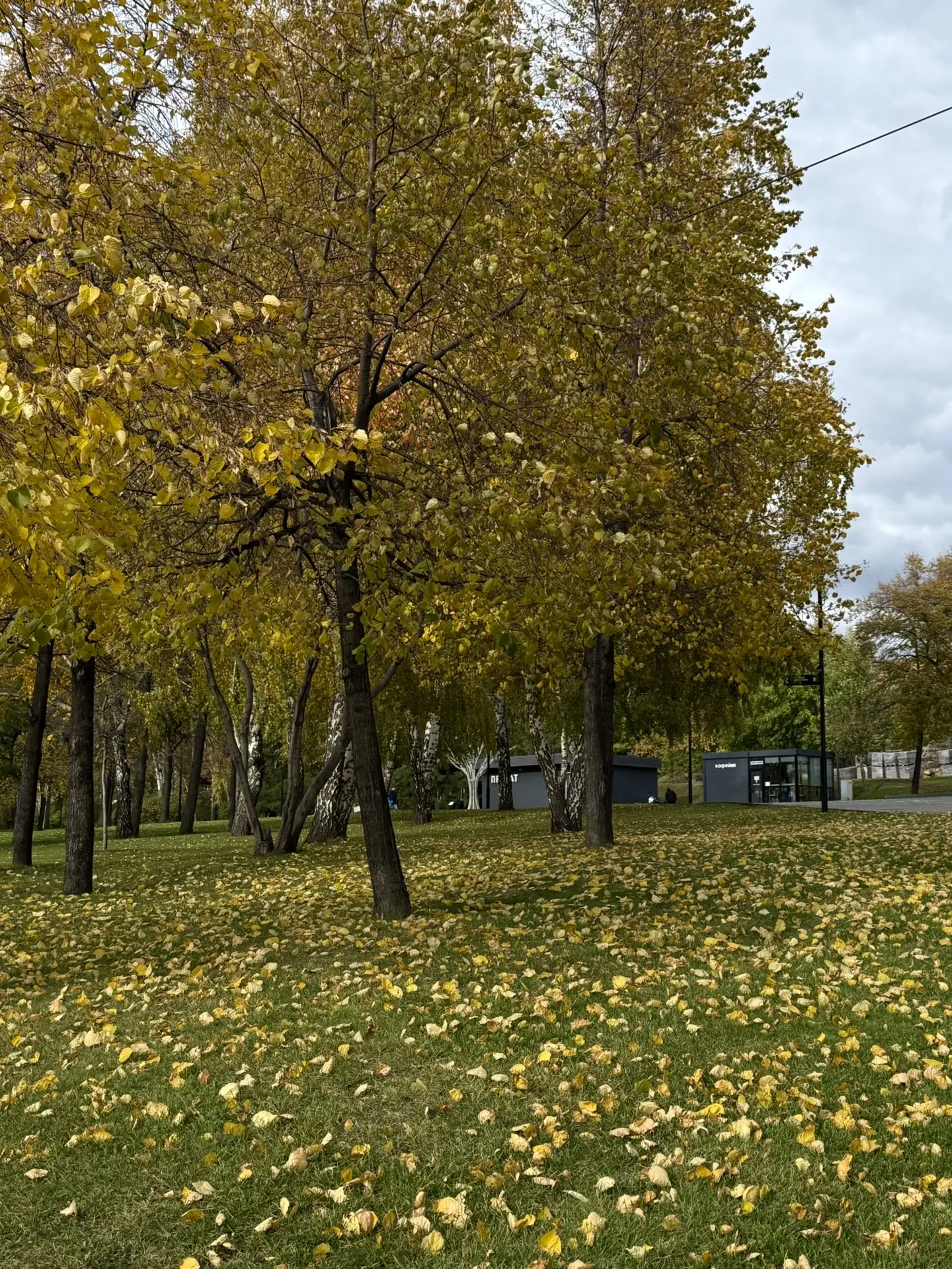 До чего красивая осень 🍂
