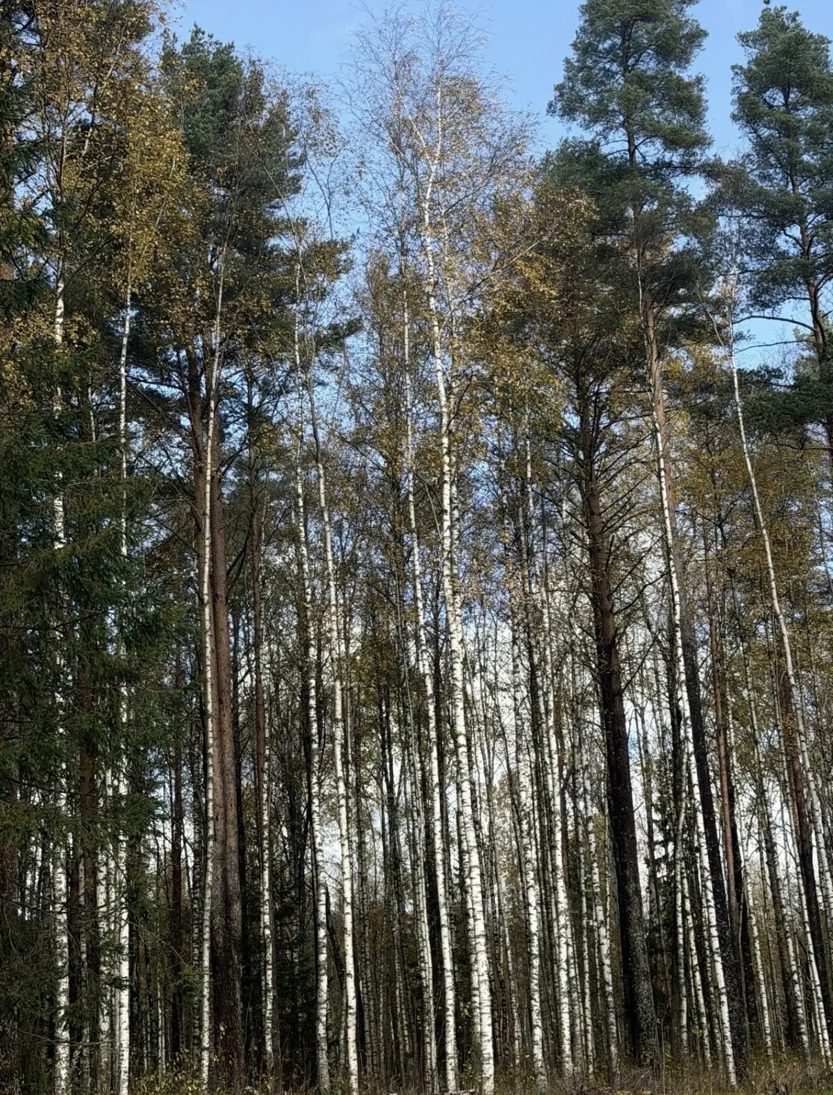 Выборгский район