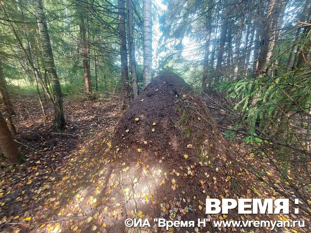 🌳 14 октября профессиональный праздник отмечают работники заповедного дела