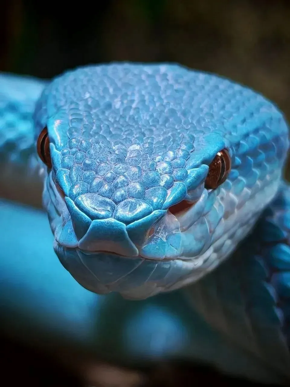 🐍 Знакомьтесь: голубая комодская куфия [Trimeresurus insularis]