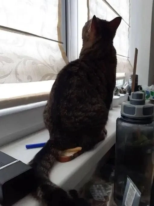 Как правильно подогревать бутерброды 😹