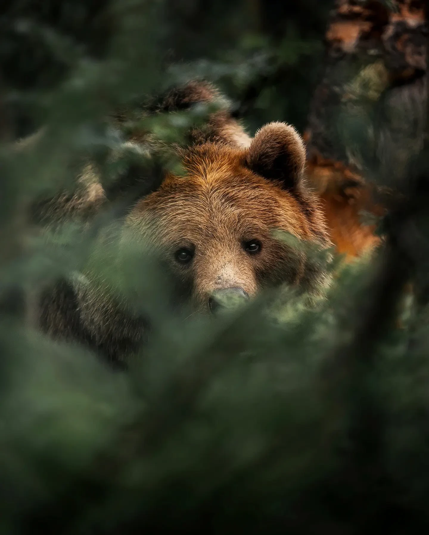 🐻🐾
