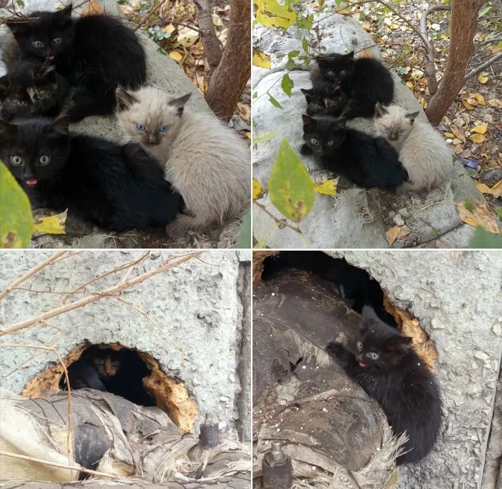 Просьба сделать максимальный репост!!! Срочно, котятам нужен дом, приют или временная п...