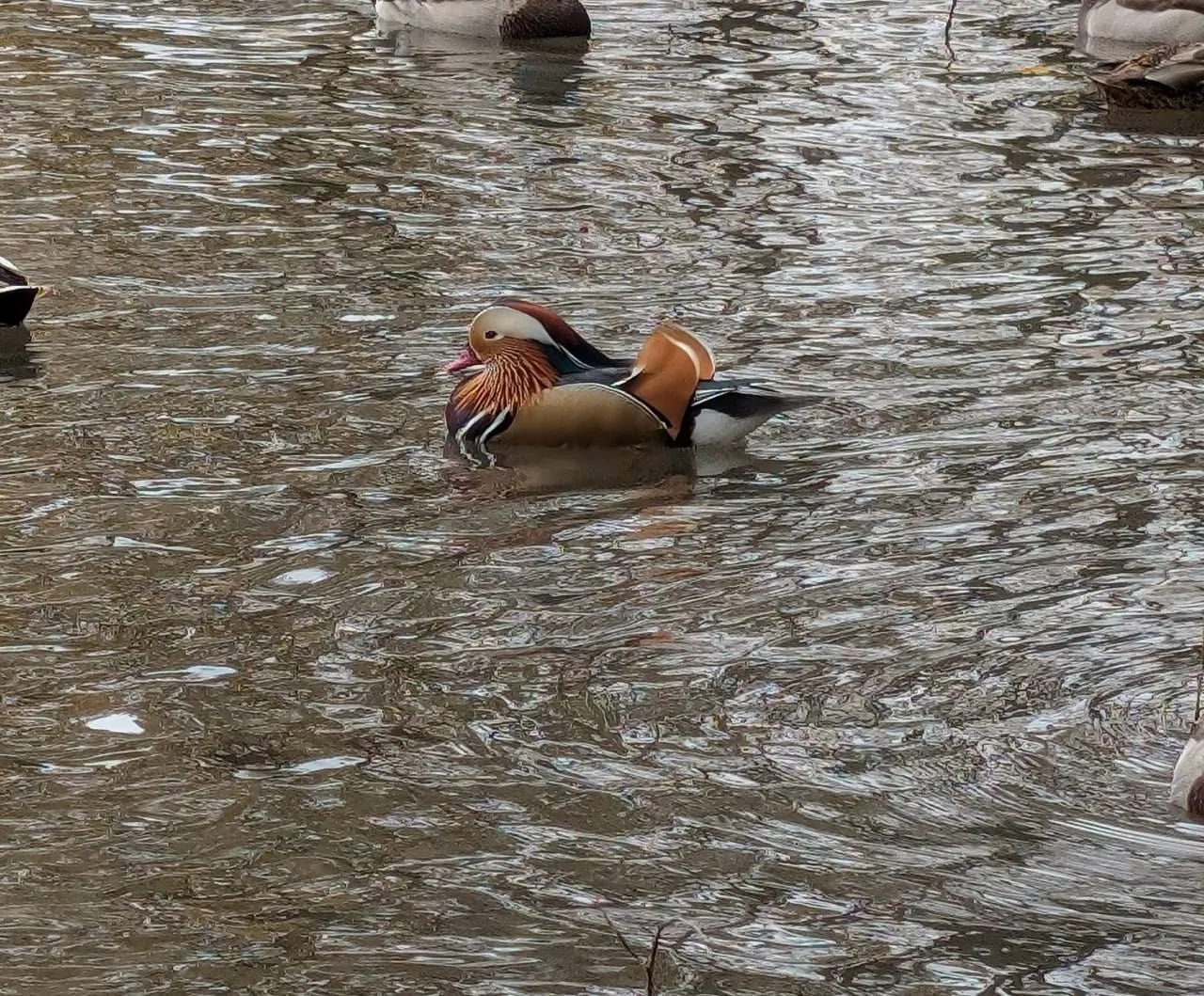🦆 На пруду у Безымянного озера поселилась редкая утка-мандаринка, занесённая в Красную...