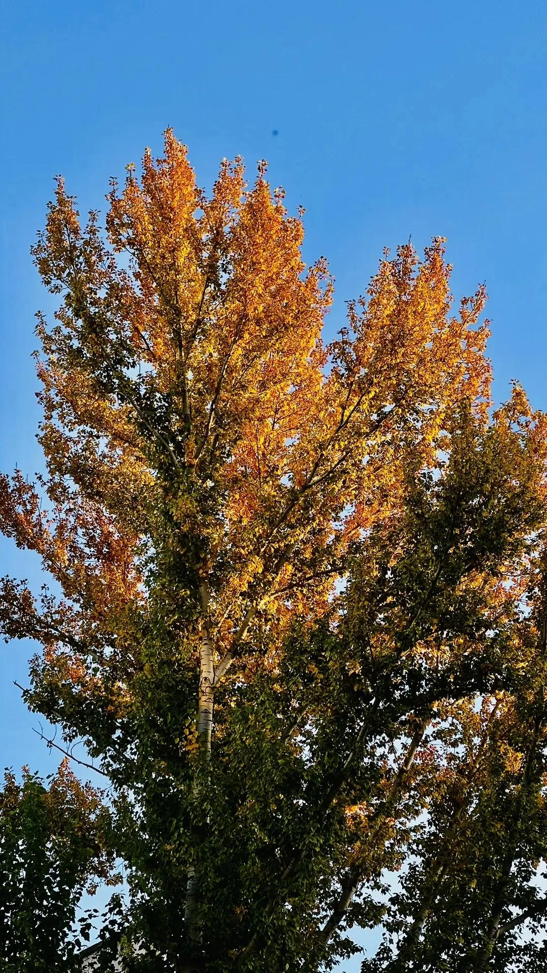 Осенний вайб: Балаково глазами Анжелы Руденкиной 🍂📸
