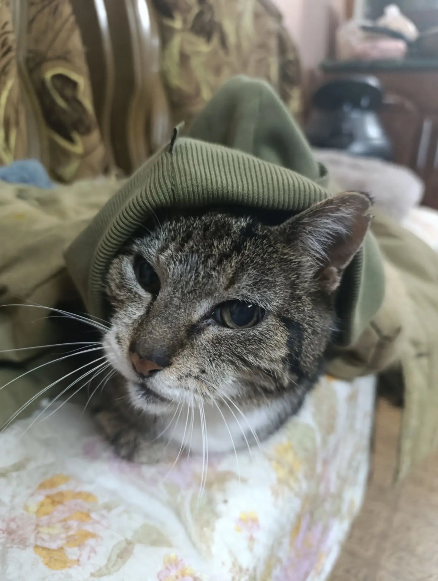 Ещё котик😸