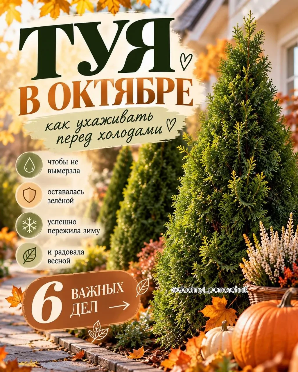 Уход за туей в октябре.
