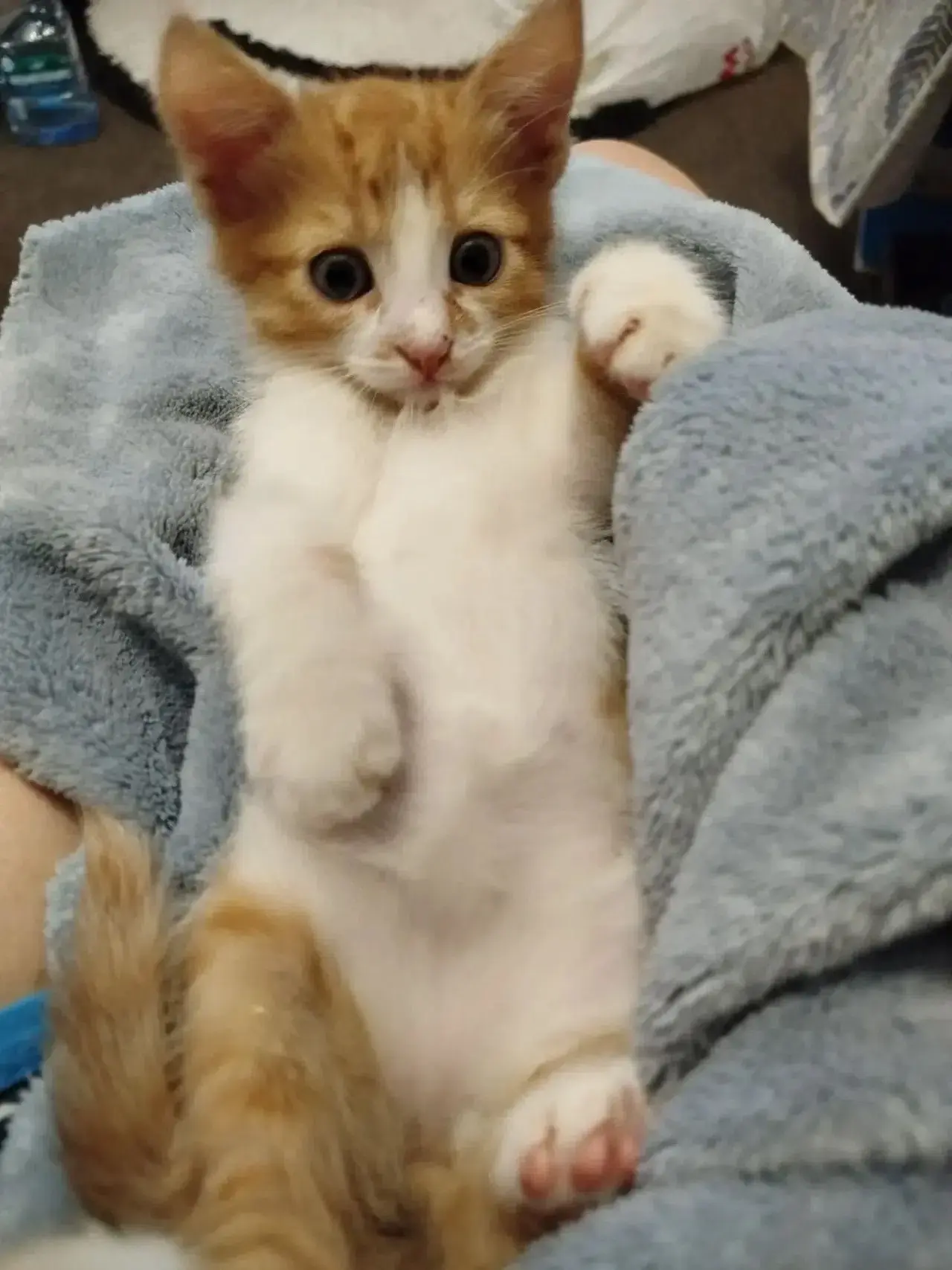 Отдам даром котенка. Мальчик 1,5 месяца. Тел.: 89289095011 Ольга.