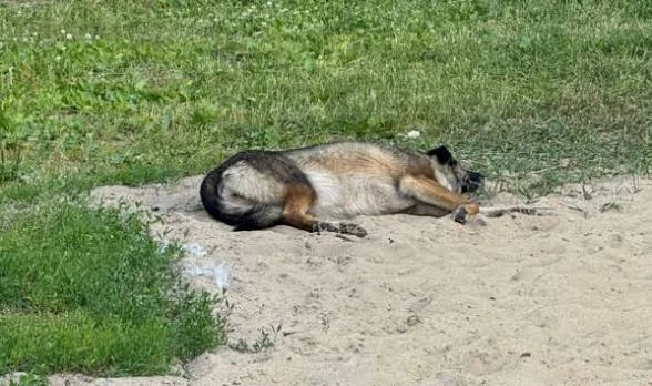 🐕‍🦺Собаки напали на мальчика во время рыбалки в Курганинске.