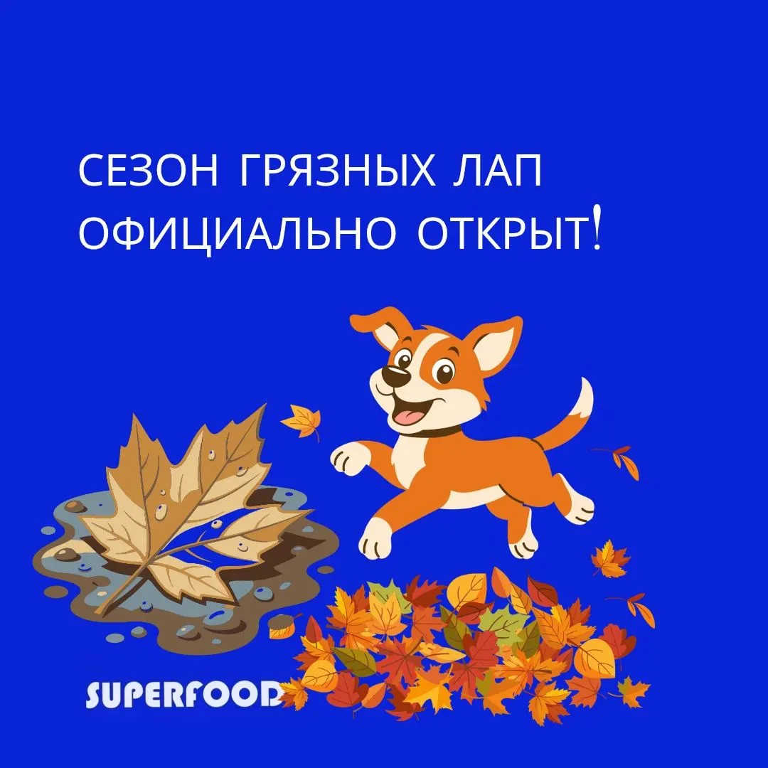 🐾 Сезон грязных лап официально открыт! 🛁