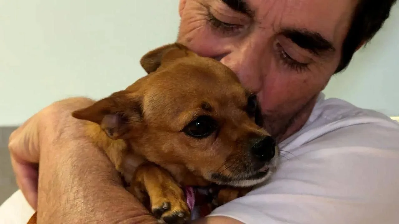 В Португалии в клинике Сан-Жуан с июля 2026 работает программа Pets and Company: пациен...